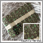 NEW* Four Leaf Shimmer